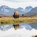 The Ultimate Guide to Wildlife Watching