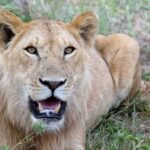 Ways to Experience Wildlife Safely and Respectfully