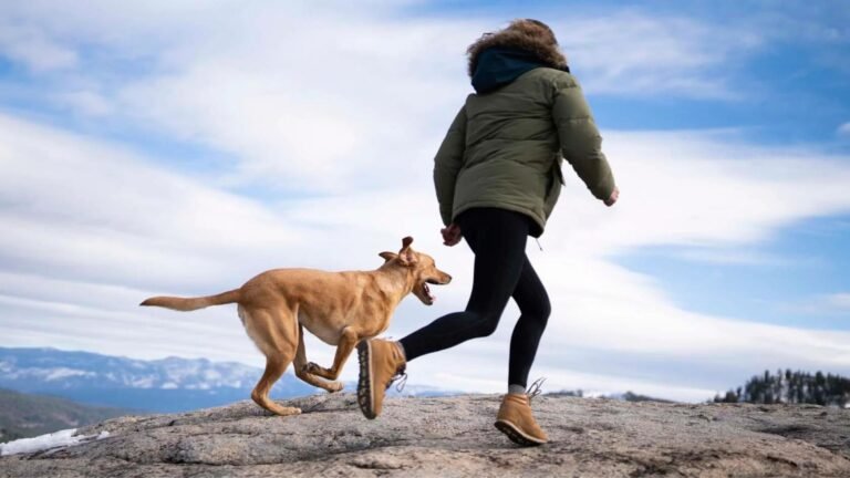 Ways to Keep Your Pets Safe and Happy on Outdoor Adventures