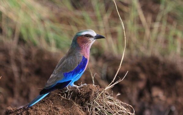 Experiencing the Magic of Bird Watching