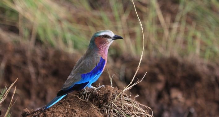 Experiencing the Magic of Bird Watching